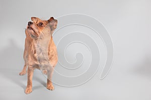 Cute sad looking wired haired terrier standing looking up