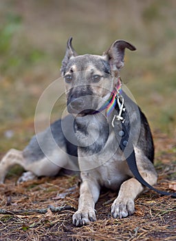 Cute sad scared brown mongrel puppy