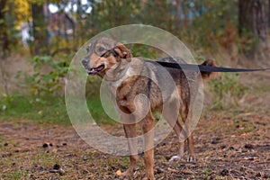 Cute sad scared brown mongrel puppy