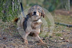 Cute sad scared brown mongrel puppy