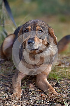 Cute sad scared brown mongrel puppy