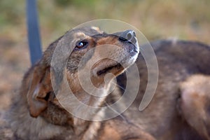 Cute sad scared brown mongrel puppy