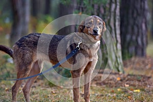 Cute sad scared brown mongrel puppy