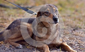 Cute sad scared brown mongrel puppy