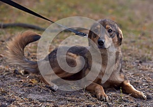 Cute sad scared brown mongrel puppy