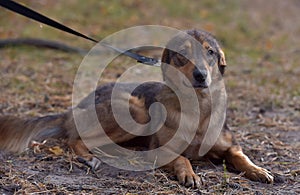 Cute sad scared brown mongrel puppy