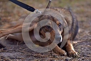 Cute sad scared brown mongrel puppy