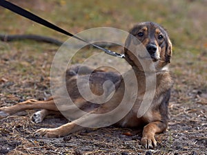 Cute sad scared brown mongrel puppy