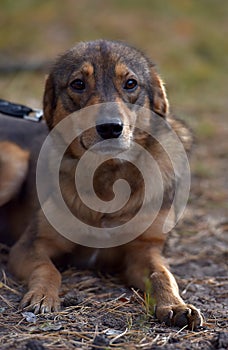 Cute sad scared brown mongrel puppy