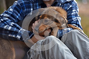 Cute sad scared brown mongrel puppy