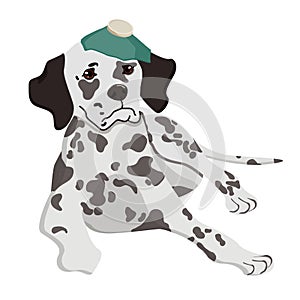 Cute, sad sick dog. Dog is a Dalmatian