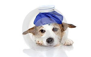 CUTE AND SAD SICK JACK RUSSELL DOG LYING DOWN WITH A BLUE ICE BAG ON HEAD. ISOLATED AGAINST WHITE BACKGROUND