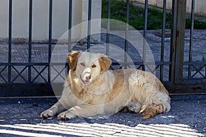 Cute sad stray dog is lying on the street. Concept - abandoned h