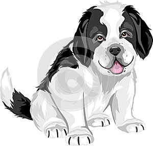 Cute Saint Bernard puppy dog isolated on white