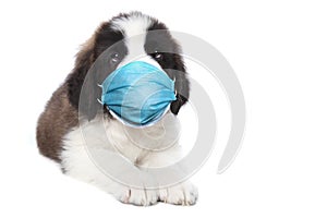 Cute Saint Bernard Puppy Sitting Wearing PPE Mask