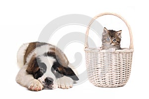 Cute Saint Bernard Puppy Watching Kitten in a Basket