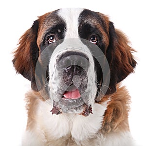 Cute Saint Bernard Purebred Puppy photo