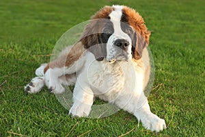 Cute Saint Bernard Purebred Puppy