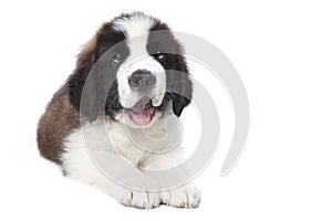 Cute Saint Bernard Purebred Puppy