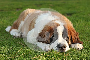 Cute Saint Bernard Purebred Puppy