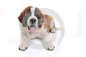 Cute Saint Bernard Purebred Puppy