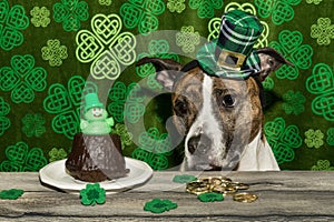 A cute Saint Patrick`s Day Dog.