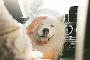 Cute Samoyed dog inside a modern car during a road trip