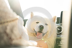 Cute Samoyed dog inside a modern car during a road trip