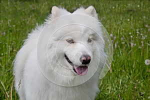 Cute samoyed dog with lolling tongue. Close up.