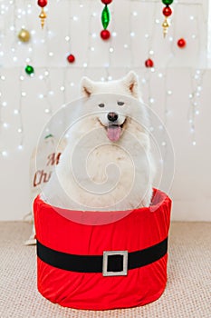 Cute Samoyed dog in a red gift box for Christmas