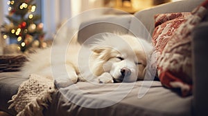 Cute Samoyed dog sleeping on sofa in living room at home