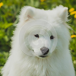 Cute Samoyed puppy dog on a background of green grass field outd
