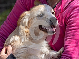 Cute sand colored puppy dog snuggling being held by someone one in a pink shirt.