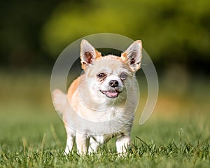 A cute sandy small Chorkie puppy dog walking over grass toward the camera