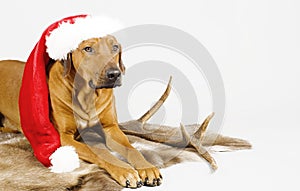 Cute santa dog