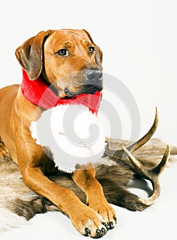 Cute santa dog with scarf