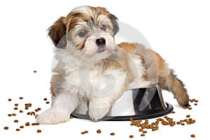 Cute sated Havanese puppy dog is lying on a metal food bowl