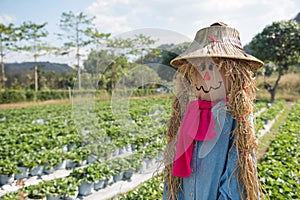 Cute scarecrow girl with rattan hat in strawberry farm