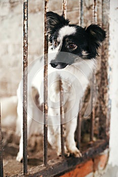 Cute scared dog looking from cage bars at old shelter, waiting for someone to adopt. Little black and white doggy at shelter in