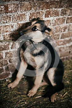 Cute scared dog looking from cage in old shelter, waiting for someone to adopt. Little german shepherd puppy with sad eyes at