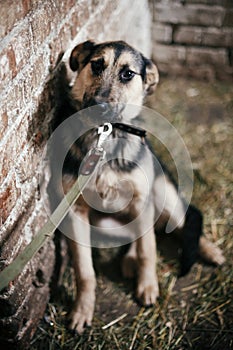 Cute scared dog looking from cage in old shelter, waiting for someone to adopt. Little german shepherd puppy with sad eyes at