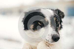 Cute scared dog in person hands in snowy winter park. People hugging little black and white doggy at shelter. Adoption concept.