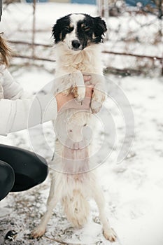 Cute scared dog in person hands in snowy winter park. People hugging little black and white doggy at shelter. Adoption concept.