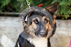 Cute scared dog sitting next to volunteer in summer day in park. Adoption from shelter concept. Mixed breed black and white dog.