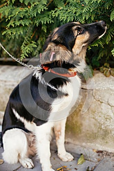 Cute scared dog sitting next to volunteer in summer day in park. Adoption from shelter concept. Mixed breed black and white dog.