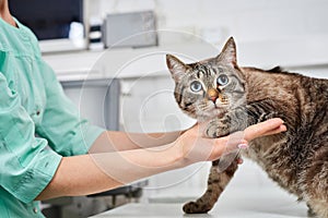 Cute, scared domestic cat trust veterinarian