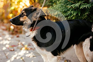 Cute scared fluffy dog walking with volunteer in summer day in park. Adoption from shelter concept. Mixed breed black and white