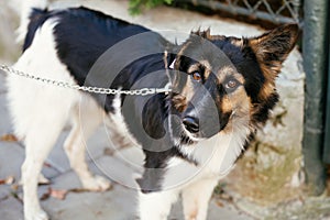 Cute scared fluffy dog walking with volunteer in summer day in park. Adoption from shelter concept. Mixed breed black and white