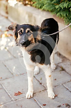 Cute scared fluffy dog walking with volunteer in summer day in park. Adoption from shelter concept. Mixed breed black and white
