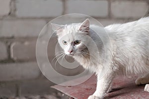 cute scared homeless white cat looking away near brick wall outside